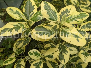 Фикус Rubiginosa Variegata